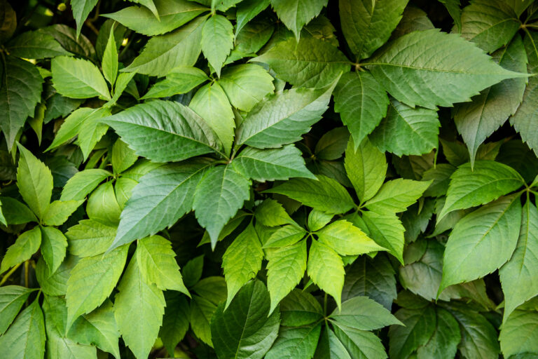 Will Ivy Damage My Fence? Love Home Designs