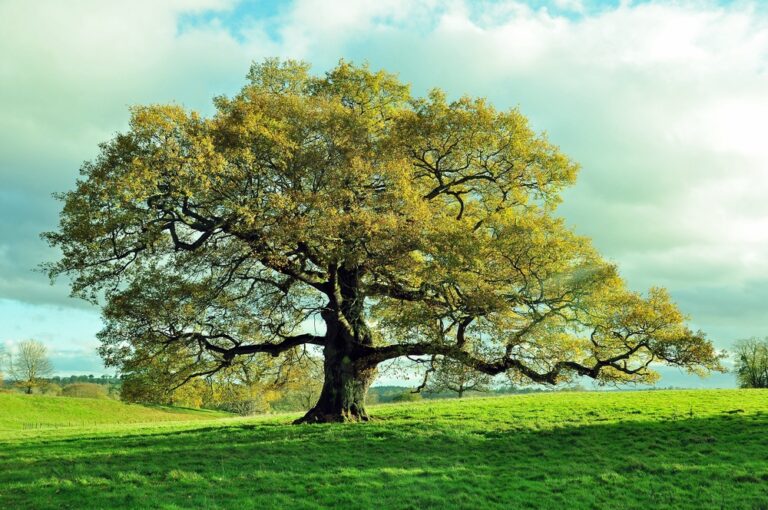 32 Types of Trees (With Pictures, Facts, and Names)